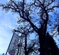 Tree on M.R. Štefánik in Trenčín; label of verified office quality.