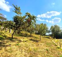 A sunny garden with fruit trees in Partizánske, a peaceful atmosphere under the blue sky.
