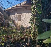 An overgrown garden around the cottage in Suchá nad Parnou with dense vegetation and trees.