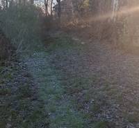 The driveway to the cottage in Suchá nad Parnou surrounded by trees and shrubs.