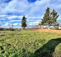 A grassy plot with coniferous trees in Ondrejovce, ideal for living.