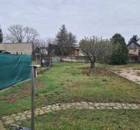 A garden at a family house in Hurbanovo with a tree and grass vegetation.
