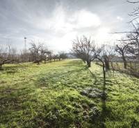A garden at a family house in Lúčnica nad Žitavou with trees and grass vegetation.