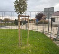 The garden on Fialkova Street in Tomášov with a young tree, behind the fence a family house.