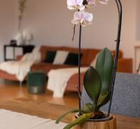 Orchid in a pot, sofa, and wooden decor flooring in a 3-room apartment.