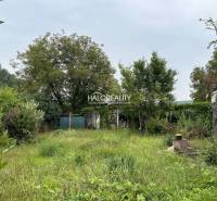 An overgrown plot and a family house surrounded by trees with a simple structure in the garden.
