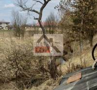 The garden of a family house in Studená with a bush and trees in the background.