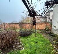 The garden at the family house on Bešeňovská Street in Dvory nad Žitavou, vineyard, lawn.