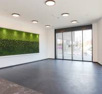Interior of commercial space with wood-patterned flooring and a green wall.