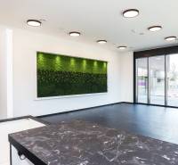Commercial spaces with large windows, black flooring, and a green wall in decor.