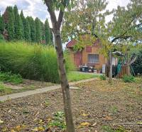 Garden with grasses and trees on Vajanského Street in Šaľa, 3-room apartment.