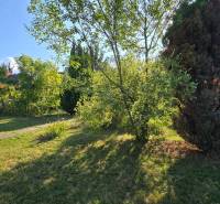 The garden near the cottage in Úľany nad Žitavou; trees, plants, grass, and sunlight.