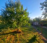 Garden in Kolárovo with a fruit tree and fencing near a family house.