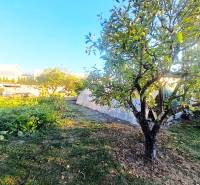 A garden with a fruit tree and a greenhouse at a family house in Kolárovo.