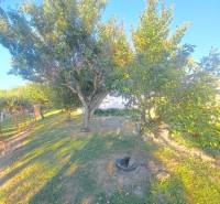 The garden of a family house in Kolárovo with fruit trees and a grassy area.