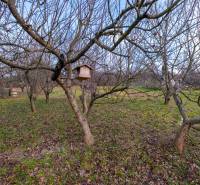 A garden near a cottage in Prešov with a birdhouse hanging on a tree.