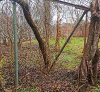 A garden with fallen leaves and vines near a family house in Komárno.