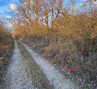 A forest path between bushes and tall trees in the Recreational Grounds in Nová Ves nad Váhom.