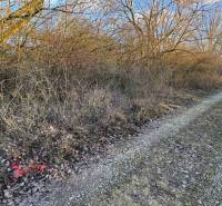 A forest path in the Recreational Grounds in Nová Ves nad Váhom lined with trees and shrubs.