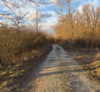 A path surrounded by trees and shrubs in the Recreational Grounds near Nová Ves nad Váhom.