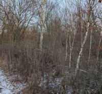 Snow-covered winter gardens in Košice - Šaca district with birch.