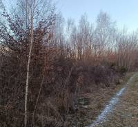 Winter landscape with trees and a path in the Gardens in Košice - the Šaca district.