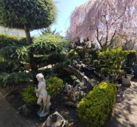 The garden of a family house in Šaľa with a statue, trimmed shrubs, and blooming trees.