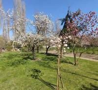A garden of a family house in Šaľa with blooming trees and a green lawn.
