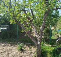 A tree in the garden in Šaľa with a clear sky and a lawn with flowers.