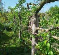 Fruit trees in the garden in Šaľa with young green leaves, blue sky.