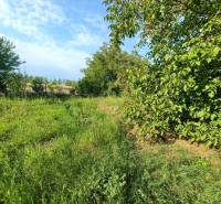 Greenery and trees on residential plots in Veľké Zálužie.