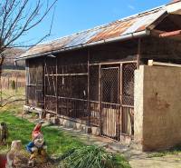 A shed in the garden of a family house in Tachtoch with gnome statues and a tree.