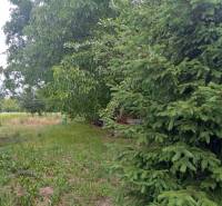 A garden at a family house in Strekov, full of greenery, with a coniferous tree and barrels.