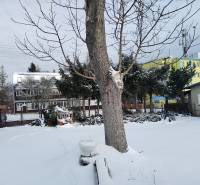 A snowy yard of a family house on Hájska Street in Martin with a free-standing tree.