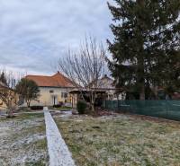 A snow-covered garden and a family house in Trnovec nad Váhom with a coniferous tree.
