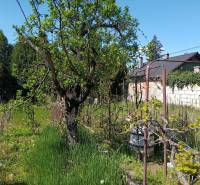 A garden of a family house in Nové Zámky with a tree and vine on a sunny day.