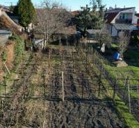 A garden with vines and trees at a family house on Bratislavská Street in Svätý Jur.