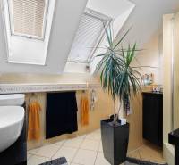 A bathroom in a family house with a sink, a skylight, a shower, and a houseplant.