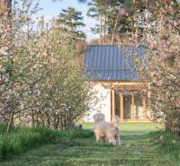 Dog in the garden, blooming trees, building in Láb, Láb surrounded by nature.