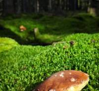 Mushroom harvest in the forest on moss, Terchová, Vrátňanská, nature and forest environment.