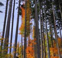 Autumn forest around the village of Terchová in the Vrátna Valley, tall trees and colorful foliage.