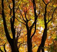 Trees with autumn leaves on Vrátňanská in Terchová create a colorful palette.
