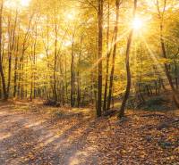 Autumn in the forests of Hrušov with warming sun and fallen leaves on agricultural lands.