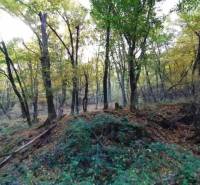 Forest lands in Hrušov, surrounded by green trees and rich vegetation.