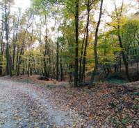 A forest road in agricultural and forest lands near Hrušov, covered with fallen leaves.