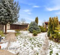 Snow cover among coniferous trees in the garden of a family house in Čečínská Potôň, Orechová Potôň.