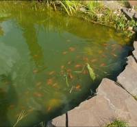 A garden pond with fish surrounded by stones in a family house on Nitrianska Street in Nové Zámky.