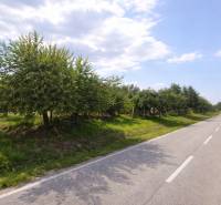 A path with an avenue of trees in the Gardens in Osuské at Opendáky, sunny weather.