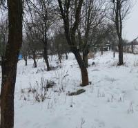 A snowy orchard with bare trees in the village of Felsőtelekes near a family house.