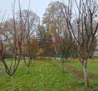 A garden with young trees at a family house in Kalná nad Hronom during autumn.